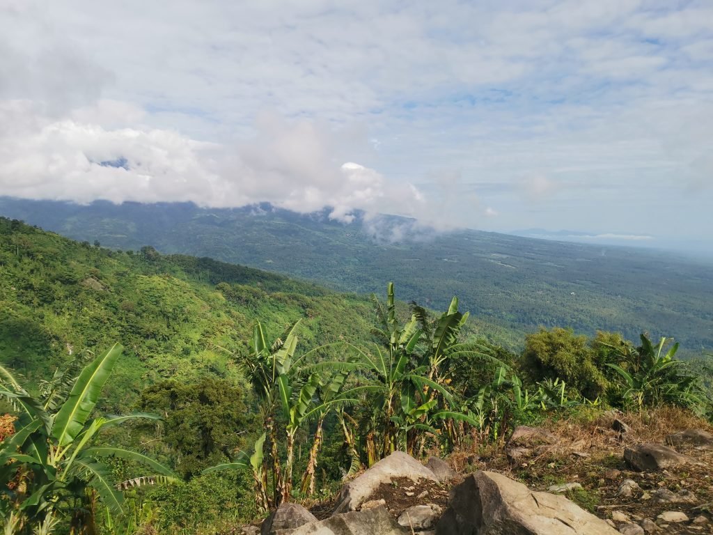 bamboo peak scenic view