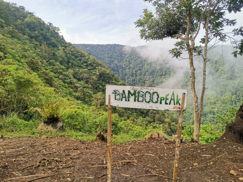 bamboo peak