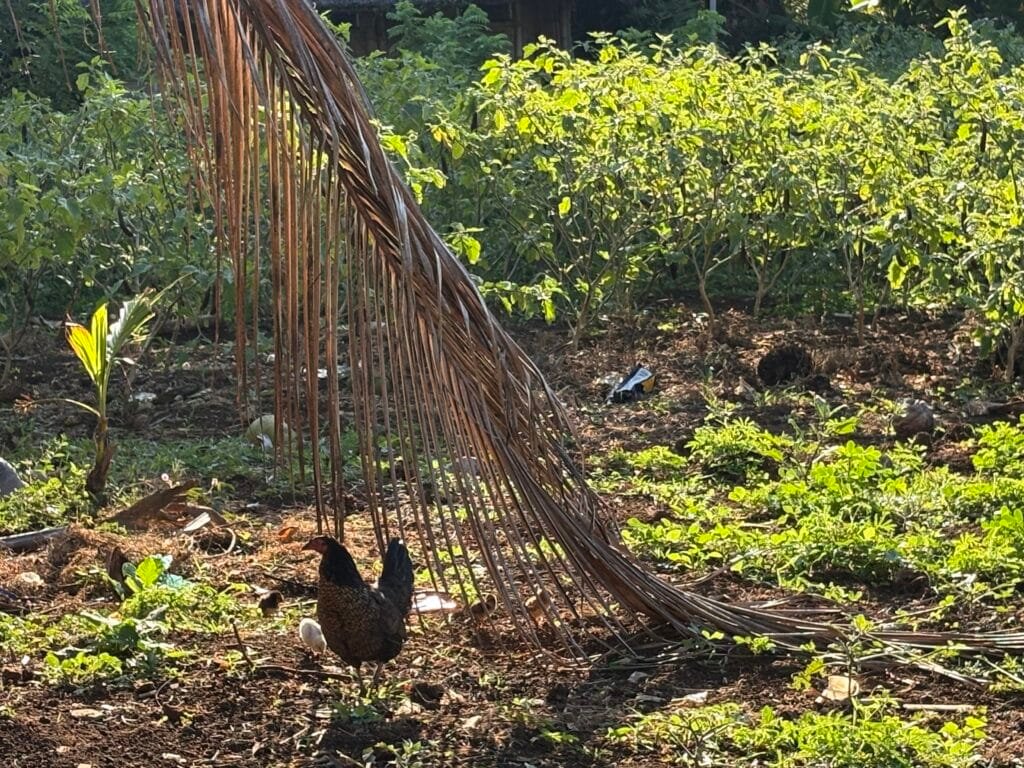 Free-range chickens roaming the organic farm grounds at Esoj Sky Garden Catigan