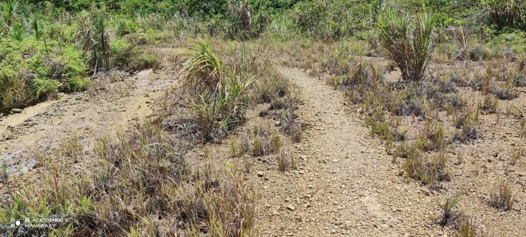 Hot and humid open trail old mining NDMC site Mawab Davao de Oro