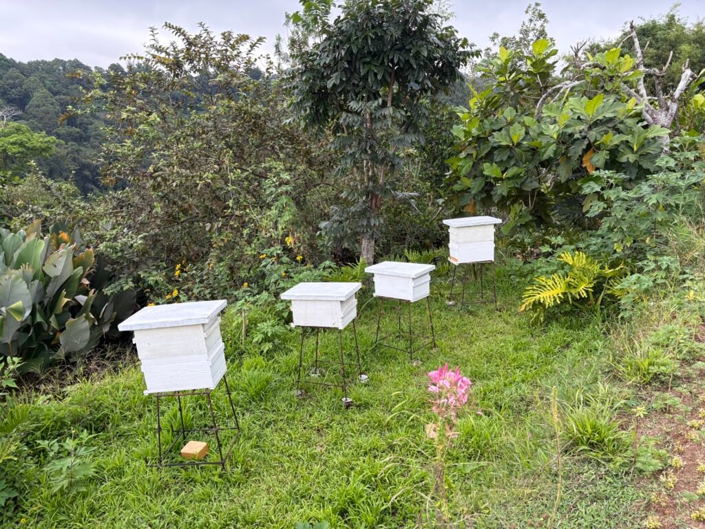 TIki Tagu Tagurano Toril honey bee farm visited by Manakaay ug Bukid