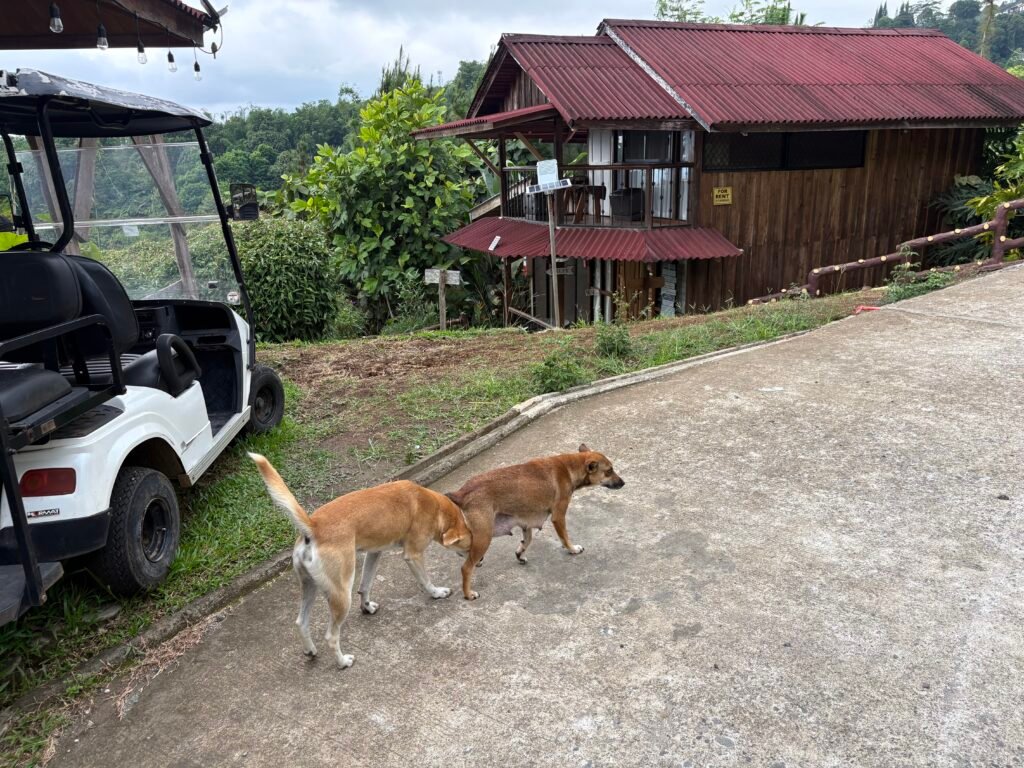 Tiki Tagu Tagurano Toril Davao resident friendly dog pets