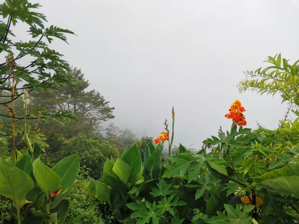 mt loay sta cruz davao del sur cold fogs at the summit