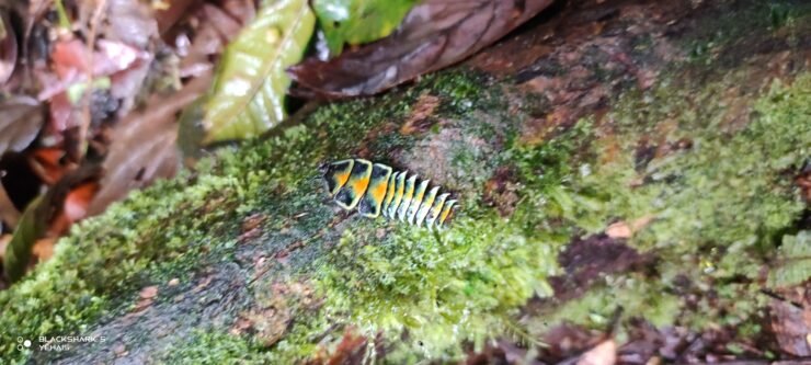 Mt Kampalili Maragusan Davao de Oro flora and fauna wild insect.