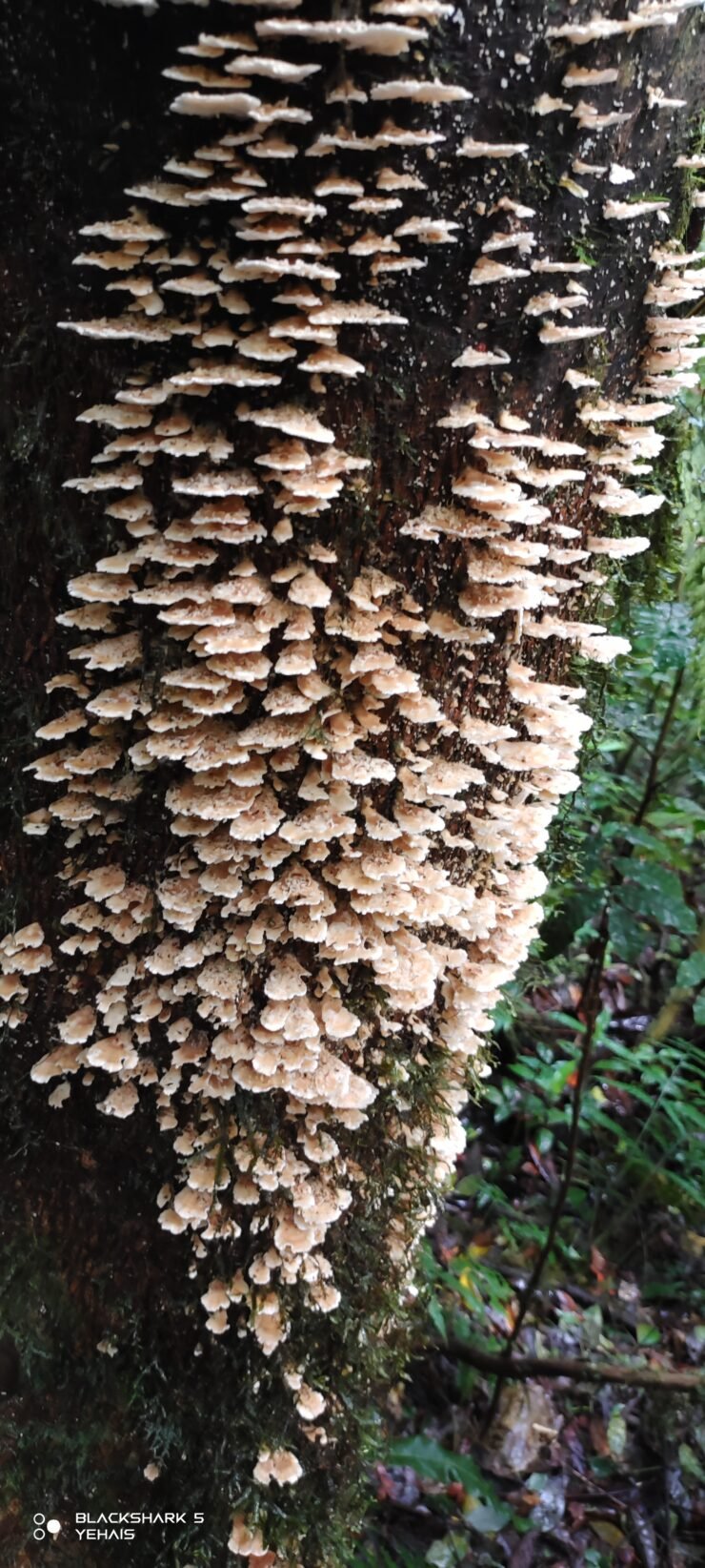 Mt Kampalili flora and fauna mushrooms on tree branch.