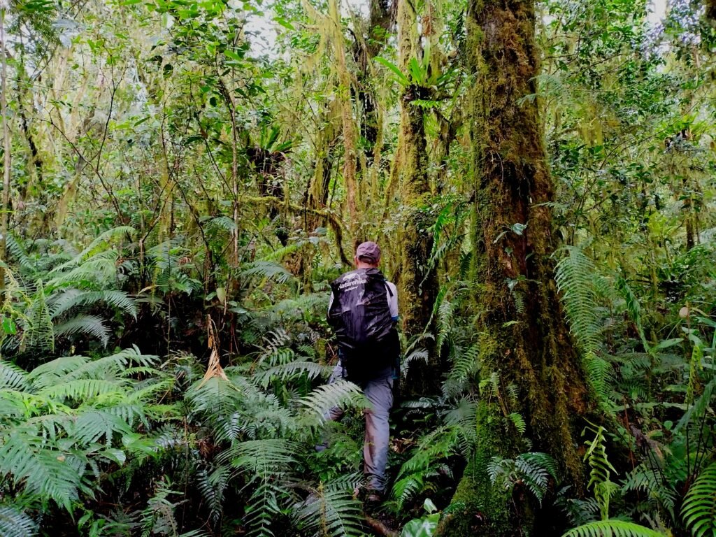Mt Kampalili Maragusan Davao de Oro lush mossy forest. Visited by Manakaay.
