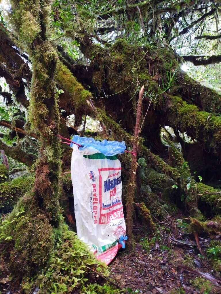 Mt Kampalili Davao de Oro water source dew catchers.