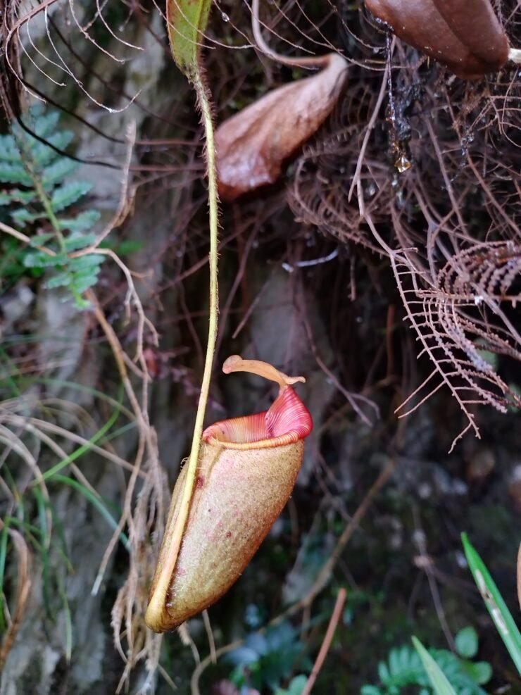 Mt Kampalili flora and fauna pitcher plant.