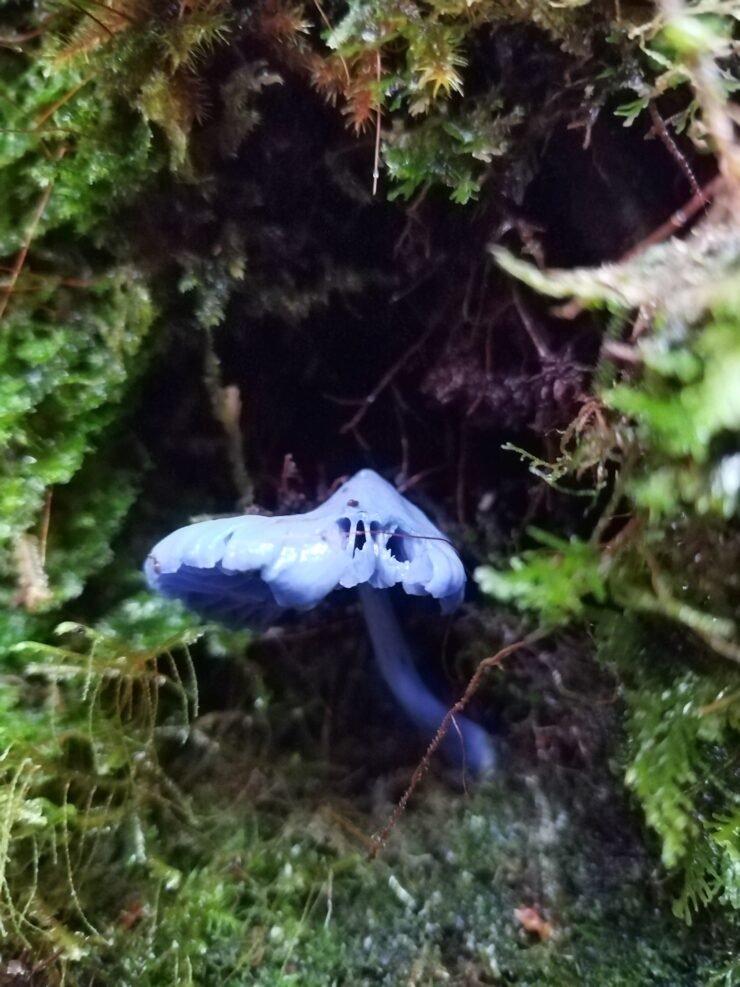 Mt Kampalili Maragusan Davao de Oro blue mushroom.