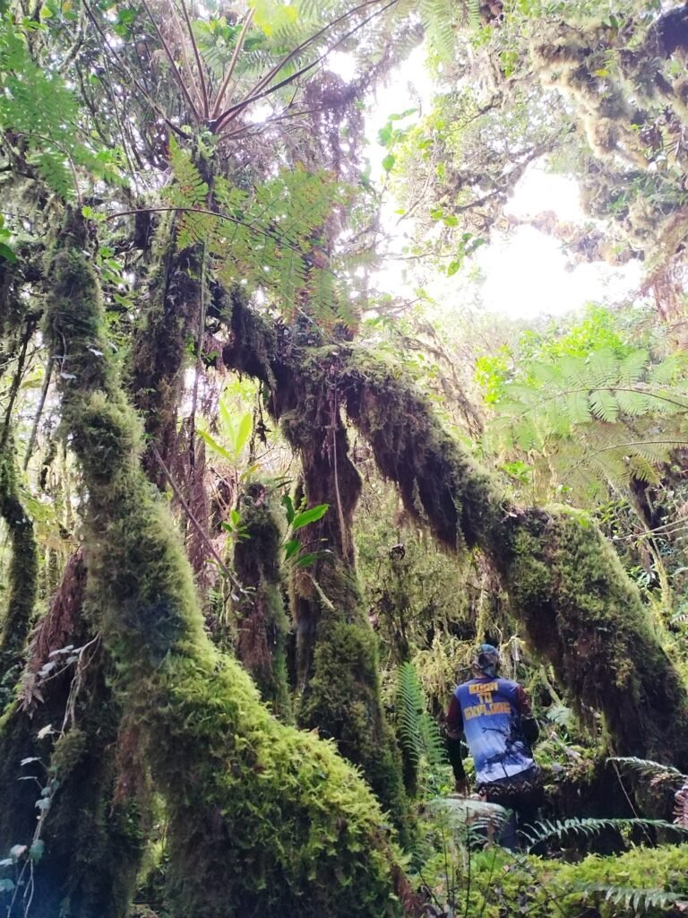 Mt Kalumotan at Maragusan Davao de Oro hike in dense forest scrambling trail.