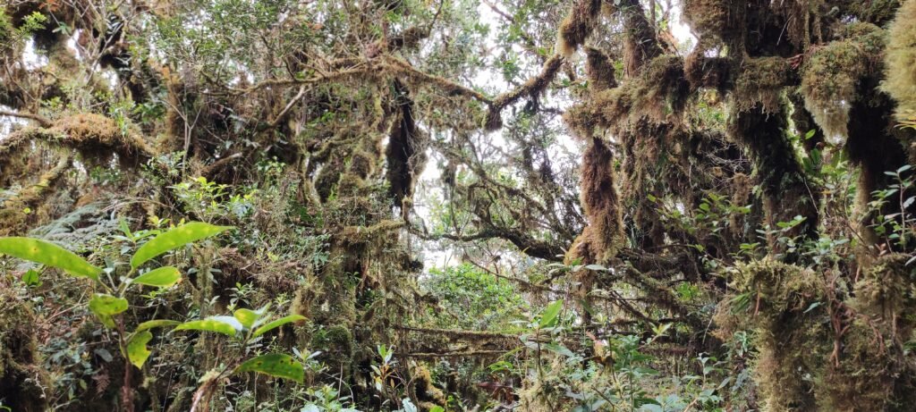 Mt Kalumotan in Maragusan Davao de Oro thick foliage of wild moss canopy the hikers in a cold damp trail to summit.