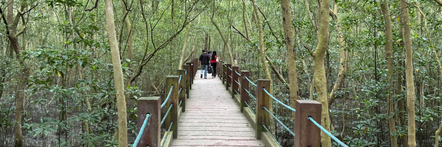 Panabo Mangrove Forest Park ramp to the mangrove sanctuary