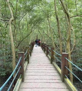 Panabo Mangrove Forest Park ramp to the mangrove sanctuary
