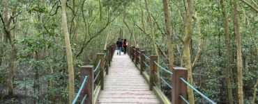 Panabo Mangrove Forest Park ramp to the mangrove sanctuary