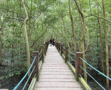 Panabo Mangrove Forest Park ramp to the mangrove sanctuary