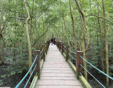 Panabo Mangrove Forest Park ramp to the mangrove sanctuary