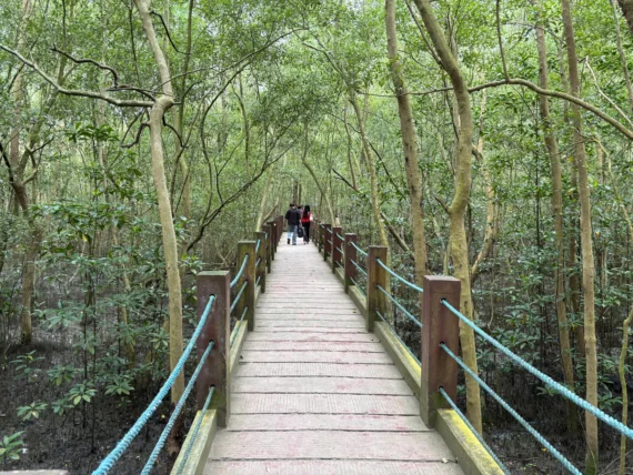 Panabo Mangrove Forest Park ramp to the mangrove sanctuary