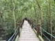 Panabo Mangrove Forest Park ramp to the mangrove sanctuary