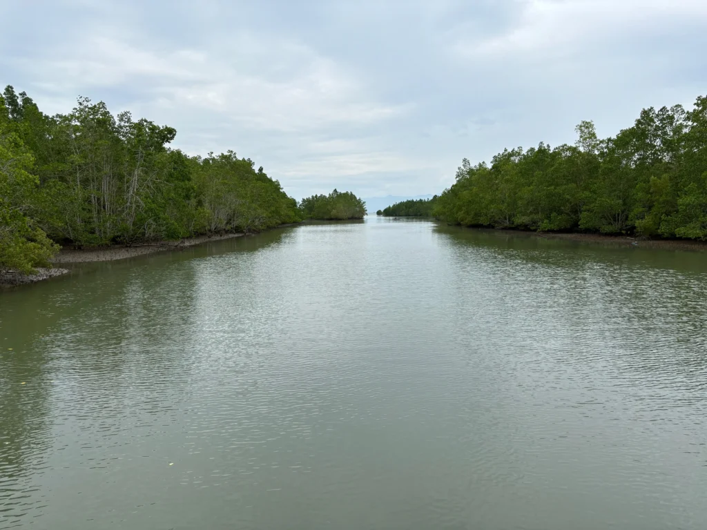 Panabo Mangrove Forest Park large and open mangrove sanctuary going to the sea