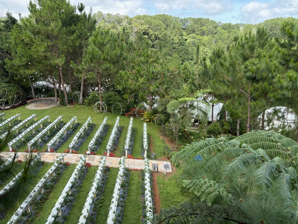 Taglucop strawberry hills kitaotao strawberry farm