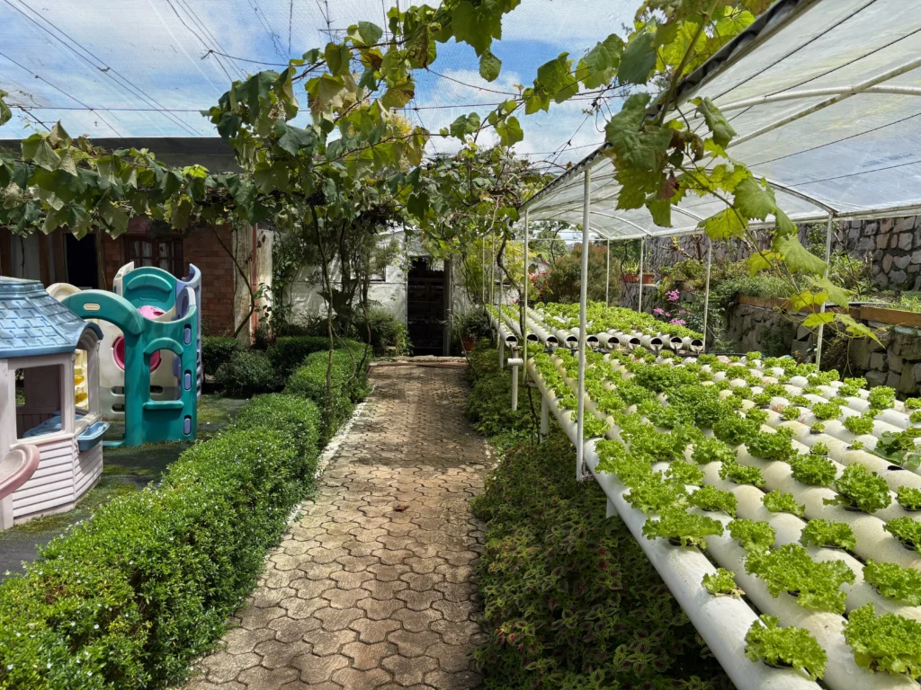 Taglucop strawberry hills kitaotao lettuce produce and grapes