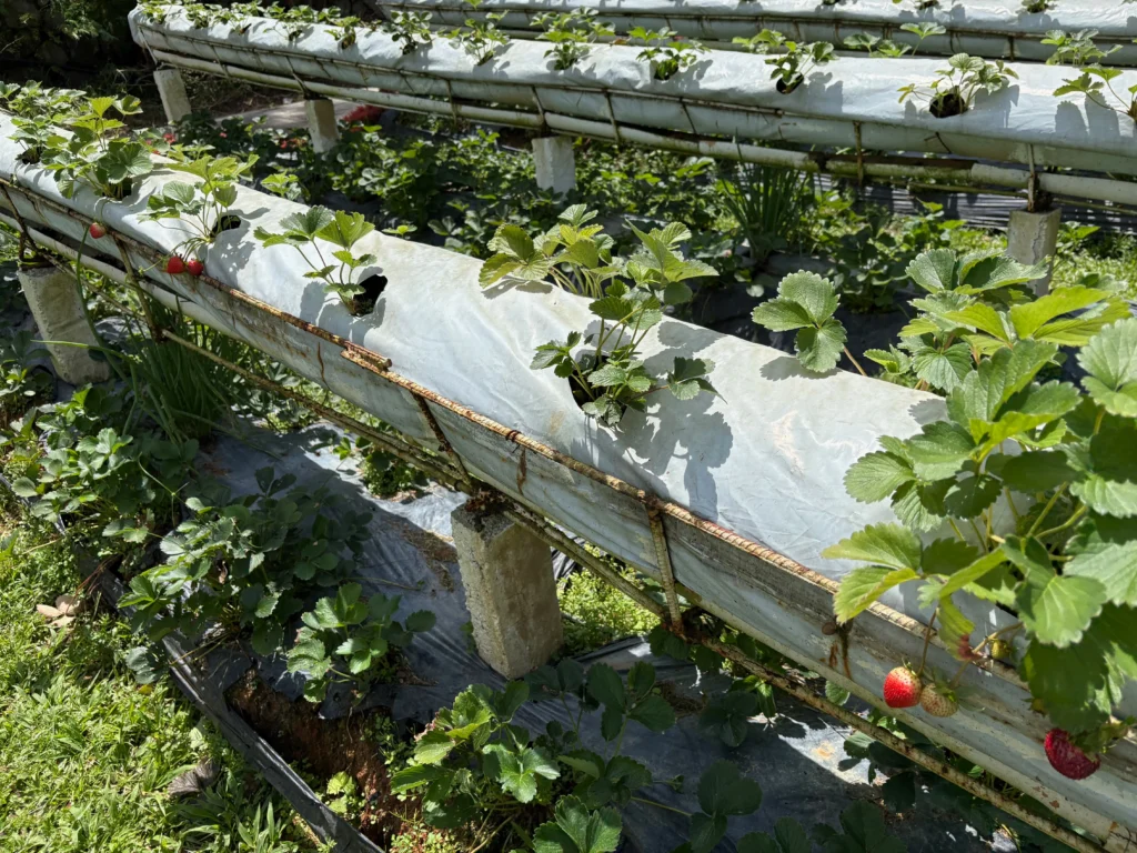 Taglucop strawberry hills kitaotao strawberry garden free picking