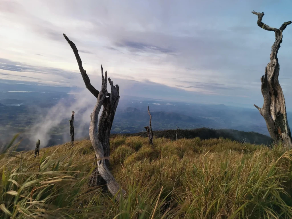 Mt. Kalatungan - Mt. Wiji trail summit, the famous burnt wood.