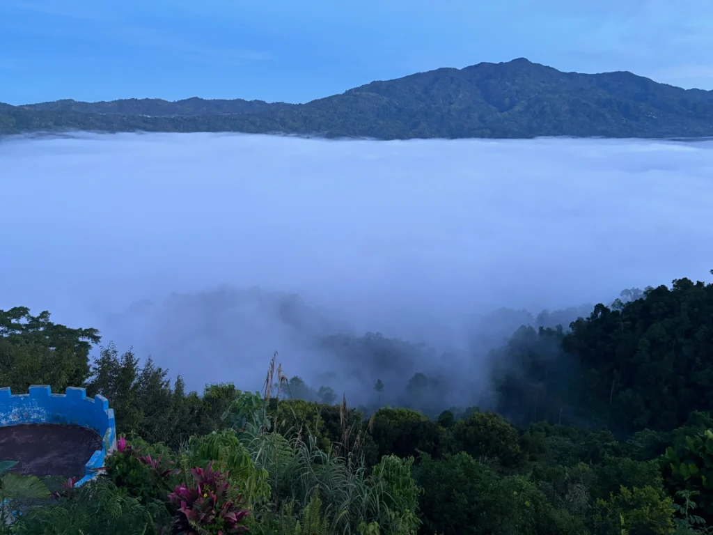 calamba farm sea of clouds maragusan early fogs and sea of clouds covering the lush forest perfect for sightseeing