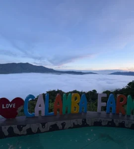 calamba farm sea of clouds maragusan iconic early morning sea of clouds