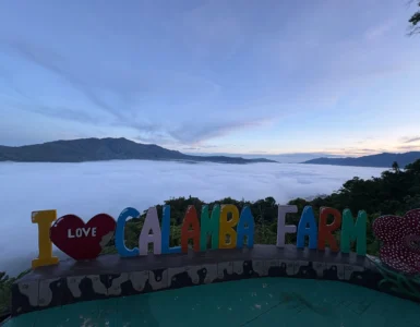 calamba farm sea of clouds maragusan iconic early morning sea of clouds