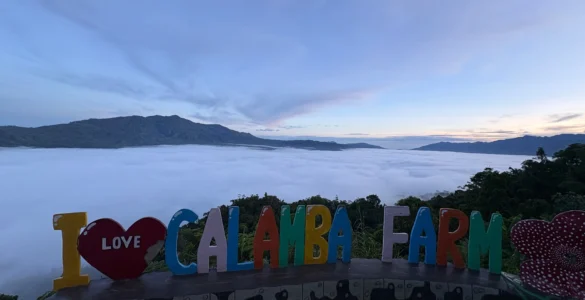 calamba farm sea of clouds maragusan iconic early morning sea of clouds