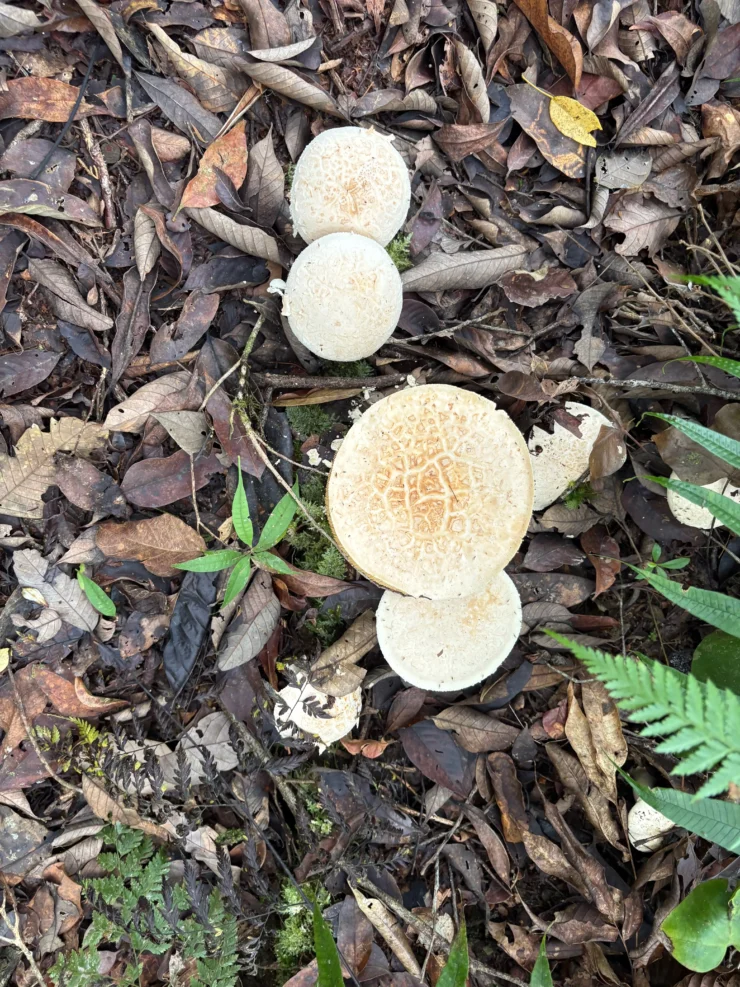 mt pinan-panan maragusan davao de oro white mushrooms