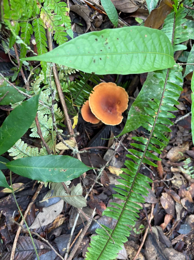 mt pinan-panan maragusan davao de oro orange mushrooms
