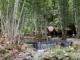 Silmaro Bamboo Nature Park Maragusan man-made dam for swimming pool