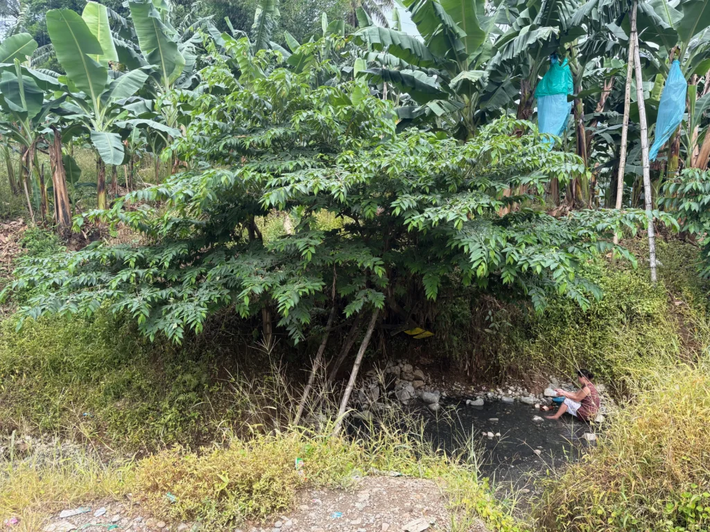 Bukal sa Kanal Natural Hot Springs Purok Mainit Maragusan under the Strawberry Tree or Mansanitas