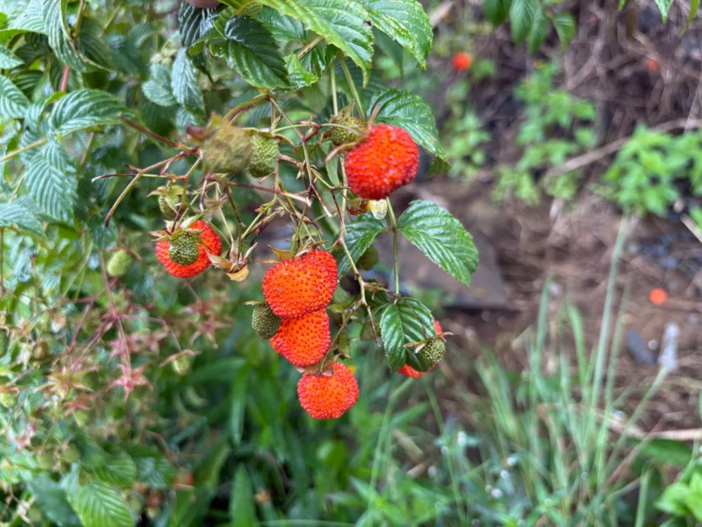 Sitio Uraya, Talaingod local strawberry