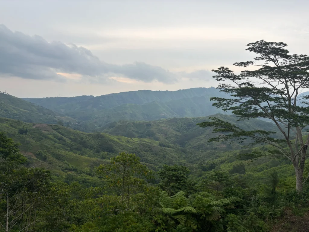 Blue Ridge Campsite Sitio Kabalansihan, Brgy. Sinuda, Kitaotao, Bukidnon the epic talisay tree overviewing the ridge landscape.