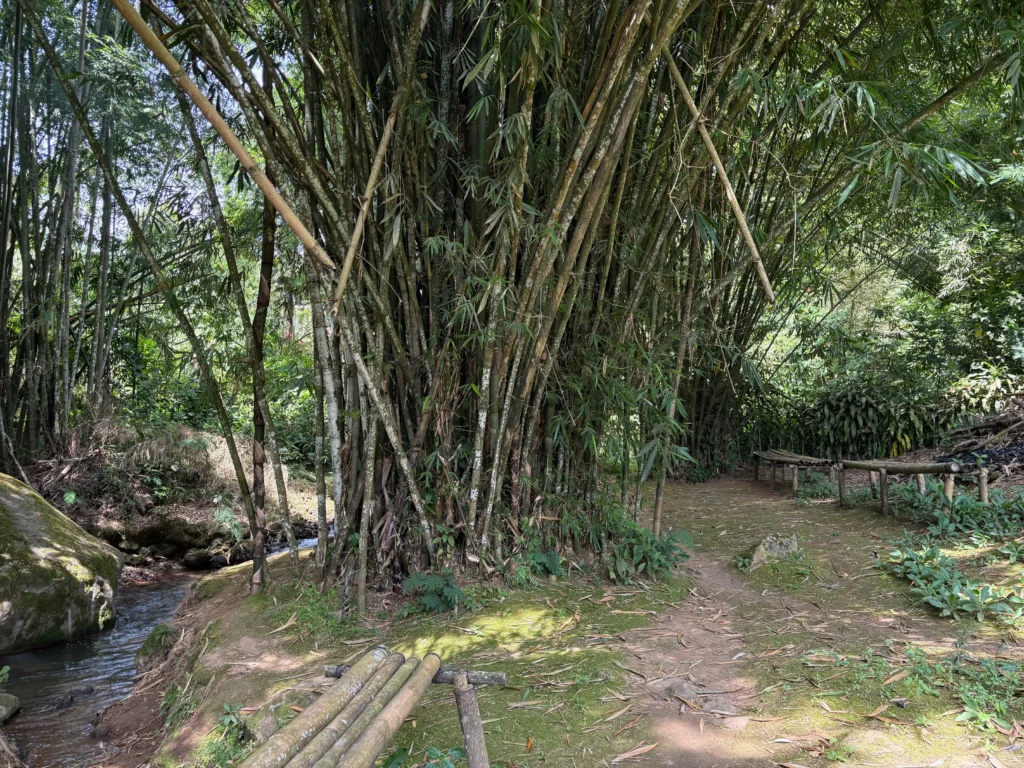 marawer hot spring in kapatagan davao del sur bamboo grove relaxing place