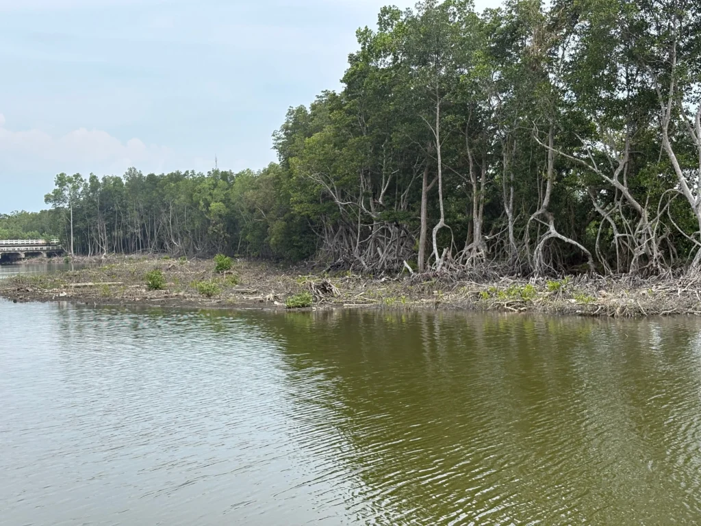 Nabintad River Park in Madaum, Tagum Davao del Norte mangrove demarcation