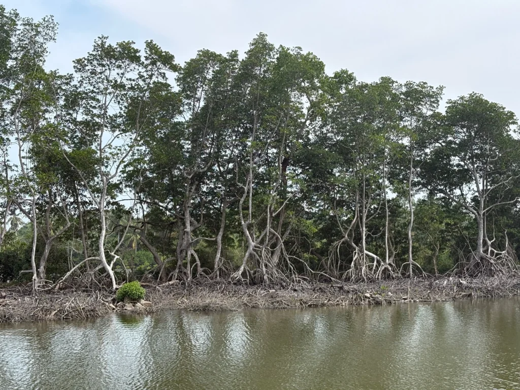 Nabintad River Park in Madaum, Tagum Davao del Norte mangrove forests