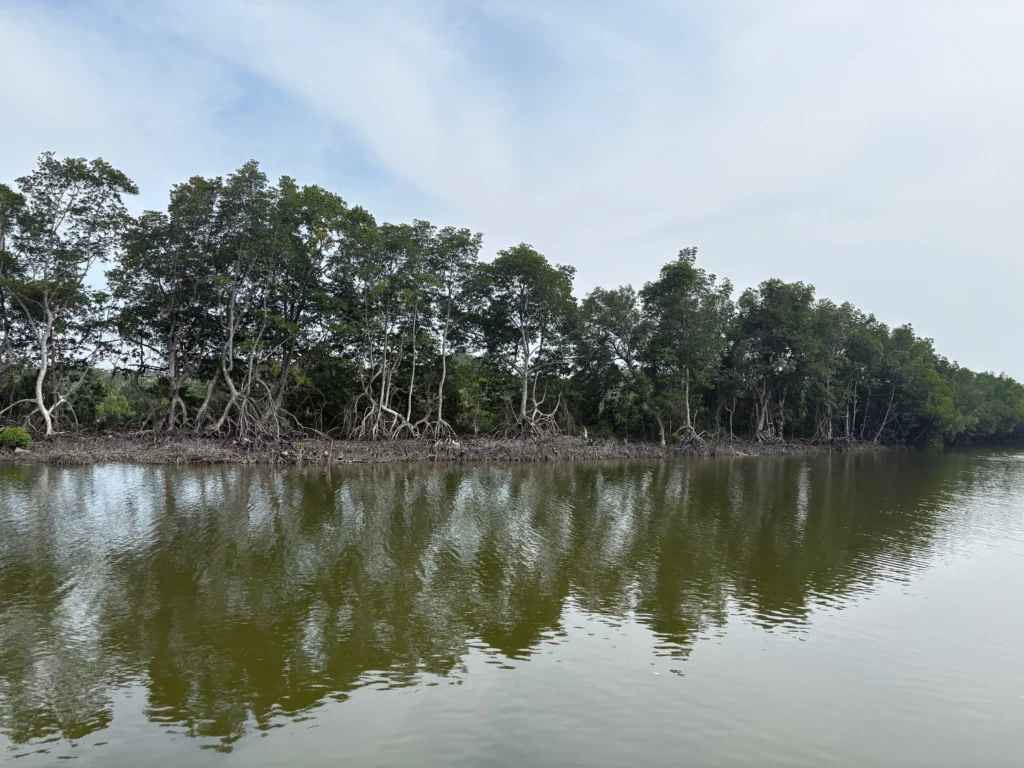 Nabintad River Park in Madaum, Tagum Davao del Norte old mangrove shelter for fishes