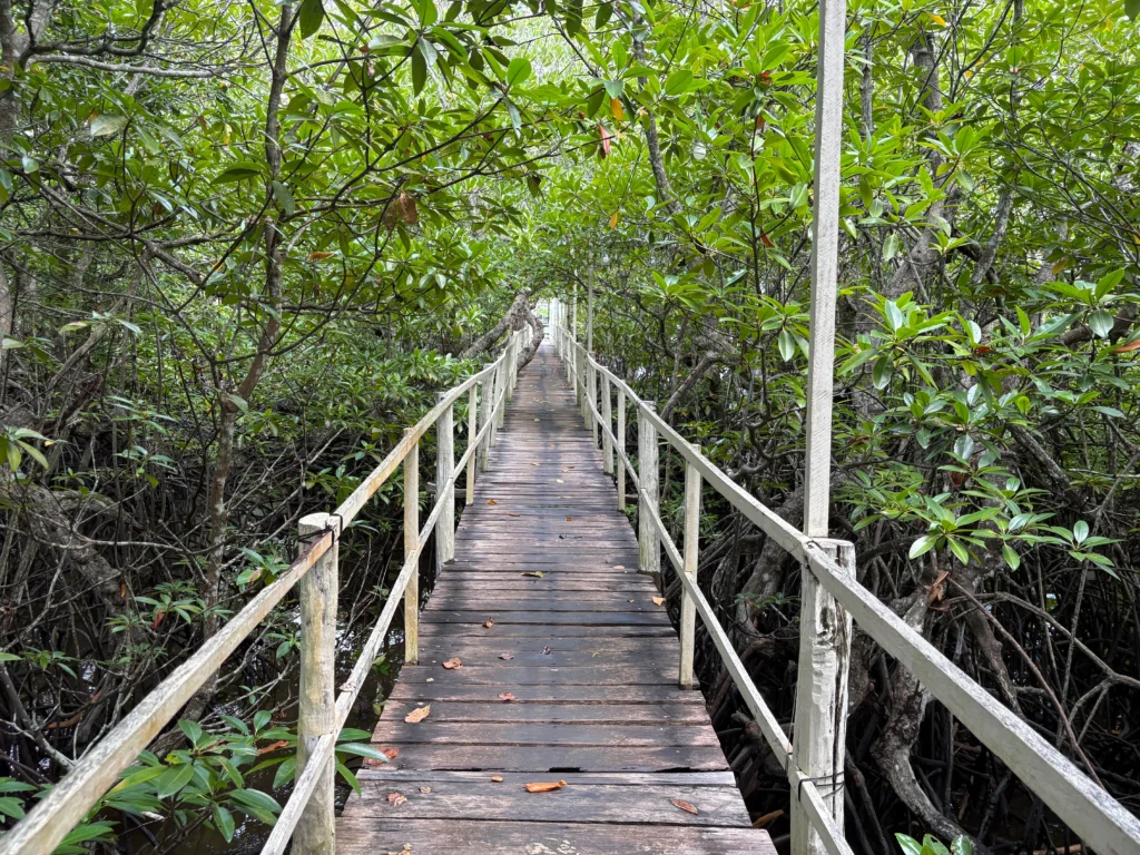 Basarte Mangrove Park Inn and Resort Governor Generoso Davao Oriental interior path to mangrove area